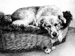 drawing of dog