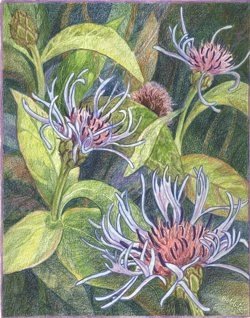 drawing of flowers