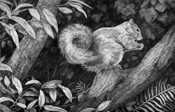 drawing of squirrel